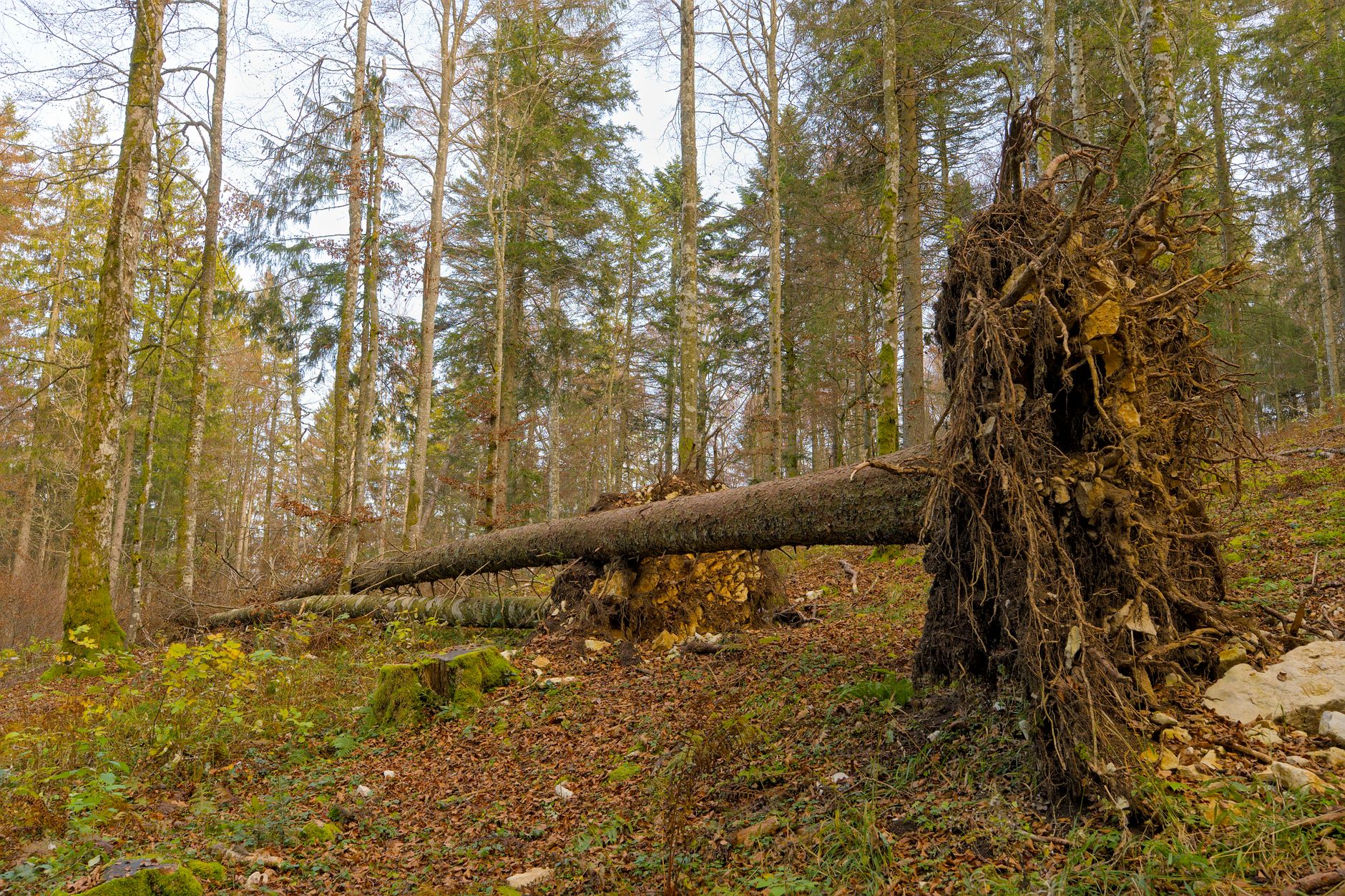 Enlèvement arbre urgence équipe à Mâcon